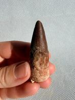 Dinosaurus - Fossiele tand - Spinosaurus aegyptiacus - 5,5, Verzamelen
