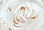 Rozen fotobehang Witte roos, Bloemen, roos, Verzenden