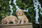 Amerikaanse Cocker Spaniel pups te koop, Dieren en Toebehoren, België, 8 tot 15 weken, Meerdere, Meerdere dieren