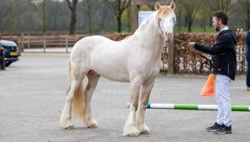 Mooi bonte perlino tinker der dekking beschikbaar voor biedingen