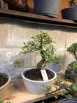 Binnen bonsai, groot assortiment: betaalbaar
