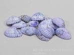 Tiger Chippy schelpen blauw, 500 gram, Ophalen of Verzenden, Nieuw