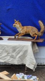Vos en Eend Taxidermie wandmontage - Vulpes vulpes - Anas, Antiek en Kunst