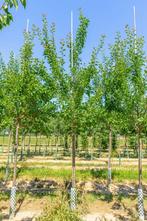 Prunus domestica Reine Claude Verte hoogstam 18/20, Tuin en Terras