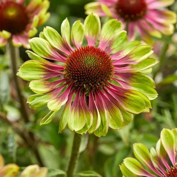 Echinacea purpurea green twister (Herfstplanten kopen?), Tuin en Terras, Planten | Tuinplanten, Siergrassen, Vaste plant, Ophalen of Verzenden