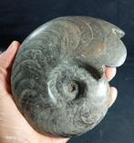 Natuurlijke Ammoniet - Gefossiliseerd dier - Ammonite pulido, Verzamelen, Mineralen en Fossielen