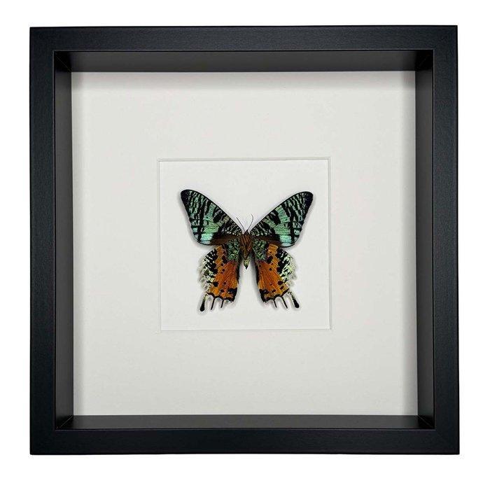 Vlinder Taxidermie volledige montage - Urania ripheus -, Antiek en Kunst, Curiosa en Brocante