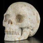 Koraal - Fossiele schedel - Beautiful Natural  (Zonder, Verzamelen, Mineralen en Fossielen