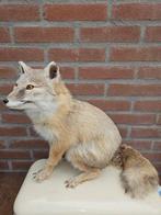 Corsac vos Taxidermie volledige montage - Vulpes corsac - 40, Verzamelen, Dierenverzamelingen, Nieuw