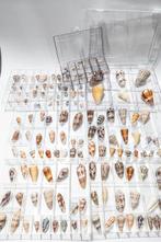 Uitgebreide Conus-collectie met zeldzaamheden ***GEM***, Verzamelen, Nieuw