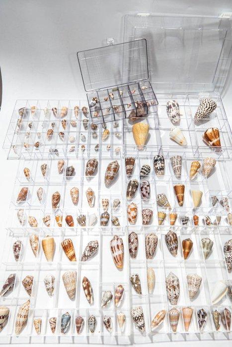 Uitgebreide Conus-collectie met zeldzaamheden ***GEM***, Verzamelen, Dierenverzamelingen
