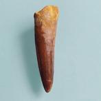 Dinosaurus - Fossiele tand - Spinosaurus aegyptiacus - 78 mm