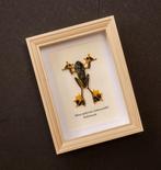Kikker Taxidermie volledige montage - Rhacophorus, Nieuw