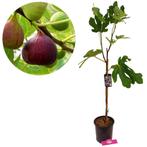 Vijgenboom Brown Turkey, Tuin en Terras, Planten | Fruitbomen, Verzenden, Volle zon