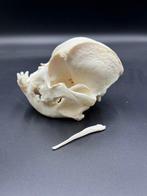 Hond Schedel - Franse bulldog - 0 cm - 0 cm - 0 cm - (1), Nieuw