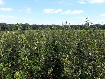 Grote groene beuken (Fagus Sylvatica) 150-275 cm beschikbaar voor biedingen