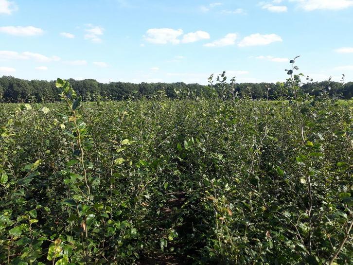 Grote groene beuken (Fagus Sylvatica) 150-300 cm, Tuin en Terras, Planten | Struiken en Hagen, Beukenhaag, Haag, 100 tot 250 cm
