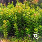 Rotala Indica - Submers bundel, Dieren en Toebehoren, Ophalen, Nieuw