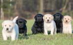 supergave labrador pups, Dieren en Toebehoren, Honden | Retrievers, Spaniëls en Waterhonden, Meerdere, Teef, 8 tot 15 weken, Labrador retriever