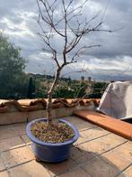 Acero Deshojo - Hoogte (boom): 55 cm - Diepte (boom): 40 cm