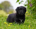 Friese Stabij x Golden retriever pups (goedgekeurde ouders), Parvo, Meerdere, 8 tot 15 weken, Meerdere dieren