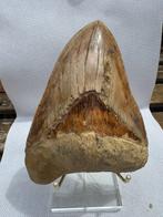 Megalodon - Fossiele tand - Carcharocles megalodon - 15.3 cm, Verzamelen, Mineralen en Fossielen