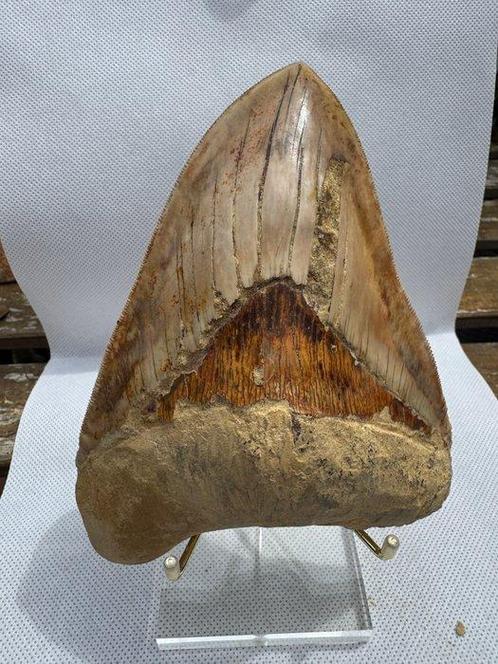 Megalodon - Fossiele tand - Carcharocles megalodon - 15.3 cm, Verzamelen, Mineralen en Fossielen