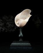 Gastropode Zeeschelp - Cymbium olla (Zonder minimumprijs)