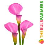 The Bulb Farmers - 10 x Calla Blush Charm -  roze, Bloembol, Verzenden