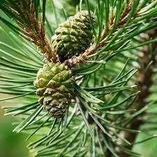 Aromatherapie gelpotten - Aromas Naturales verkrijgbaar in, Tuin en Terras, Zwembad-toebehoren, Verzenden