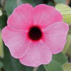 Thunbergia - Roze / Hang, Ophalen of Verzenden