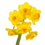 Bloembollen - 40 x Narcis Grand Soleil dOr - geel met oranje, Verzenden, Voorjaar, Volle zon, Bloembol