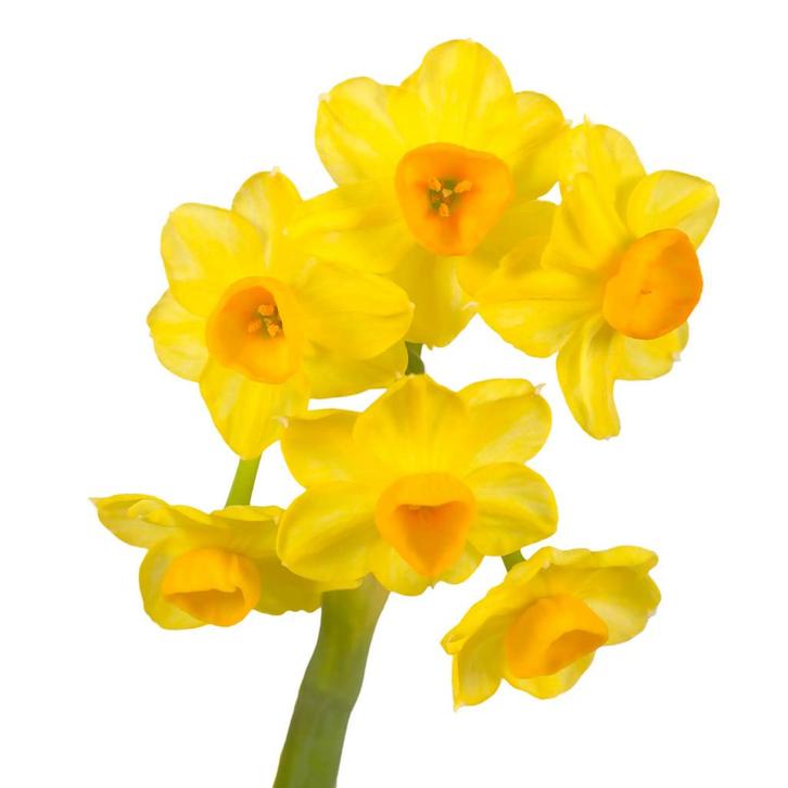 Bloembollen - 40 x Narcis Grand Soleil dOr - geel met oranje, Tuin en Terras, Bloembollen en Zaden, Bloembol, Voorjaar, Volle zon
