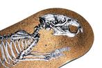 ROA (1976) - DECAY Skate deck (handsigned), Antiek en Kunst