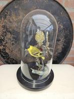 Prachtige stolp met 2 yarrel sijsjes Taxidermie volledige, Nieuw