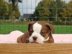 Old English Bulldog pups! | Mogen mee! | Hartelijk Welkom., Parvo, Nederland, 8 tot 15 weken, Bulldog