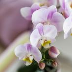 Kolibri Orchids | roze orchidee Portugal + Malaga sierpot ro, Verzenden, Nieuw