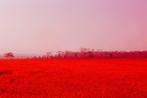 VHT Interiors Art - Red flower field in Nepal (mounted in a