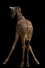 Viktoria Farkas - SSA Wild Geometry - XL