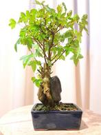 Drietand Esdoorn (Acer Buergerianum) - Hoogte (boom): 25 cm