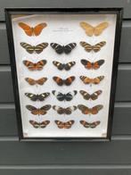 Vlinder Taxidermie volledige montage - Heliconidae - 42 cm -, Nieuw