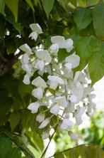 Wisteria floribunda Alba - Witte regen - Ø15cm - 65cm, Verzenden, Nieuw