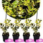 Ilex Golden van Tol + pot 9cm 4 pcs, Verzenden, Volle zon