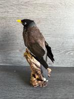 Treurmaina Taxidermie volledige montage - Acridotheres, Verzamelen, Dierenverzamelingen, Nieuw