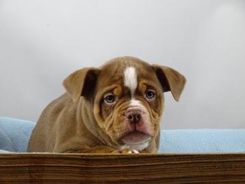 Old English Bulldog pups! t Gezonde type. Mogen direct mee! beschikbaar voor biedingen