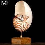 Nautilus op houten basis Zeeschelp - Nautilus Pompilius