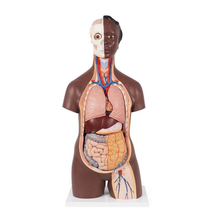 Anatomie model torso met organen, donkere huidskleur, un..., Sport en Fitness, Massageproducten