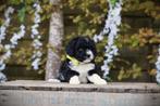 Labradoodle pups - Hypo-allergene honden, Dieren en Toebehoren, Parvo, België, 8 tot 15 weken, Meerdere