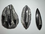 Orthoceras - Gefossiliseerd dier - Orthoceras (Zonder, Verzamelen, Mineralen en Fossielen