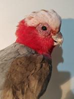 roze kaketoe Taxidermie volledige montage - Eolophus, Nieuw